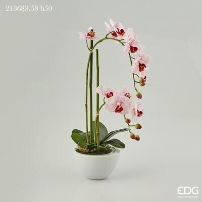 Orchidea Phalaenopsis Real 2 rami H50 cm col.rosa Edg Enzo De Gasperi