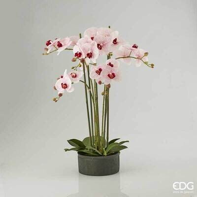 Orchidea Phalaenopsis Real 6 rami H72 cm col.rosa Edg Enzo De Gasperi