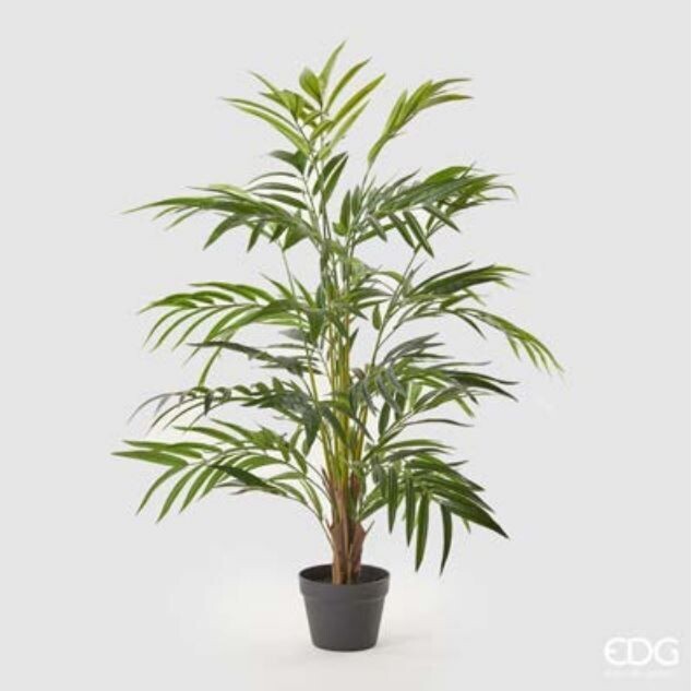 Pianta Palma Areca Chic con vaso h.120 36 foglie Edg Enzo De Gasperi