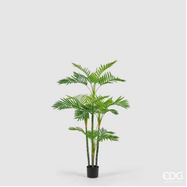 Pianta Palma Areca con vaso h.147 24 foglie Edg Enzo De Gasperi