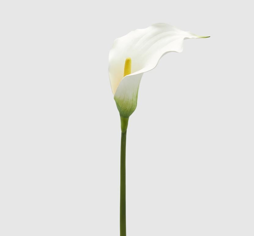 Ramo Calla col.bianco h.75 Edg Enzo De Gasperi