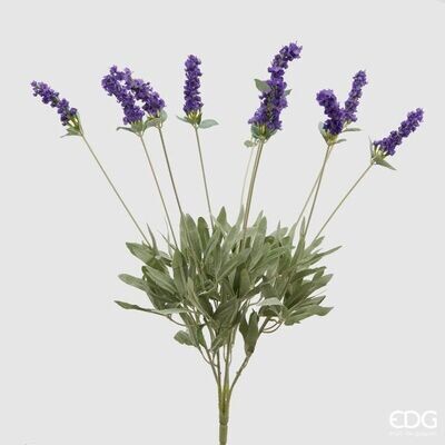 Mazzo lavanda 10 rami h.52 Edg Enzo De Gasperi Mazzo lavanda 10 rami h.52 Edg Enzo De Gasperi