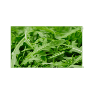 Rucola