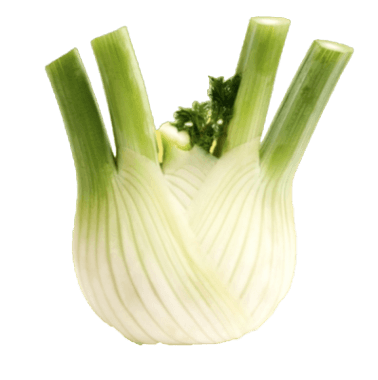 FINOCCHI