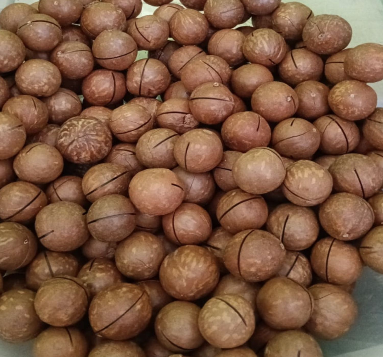 NOCI DI MACADAMIA