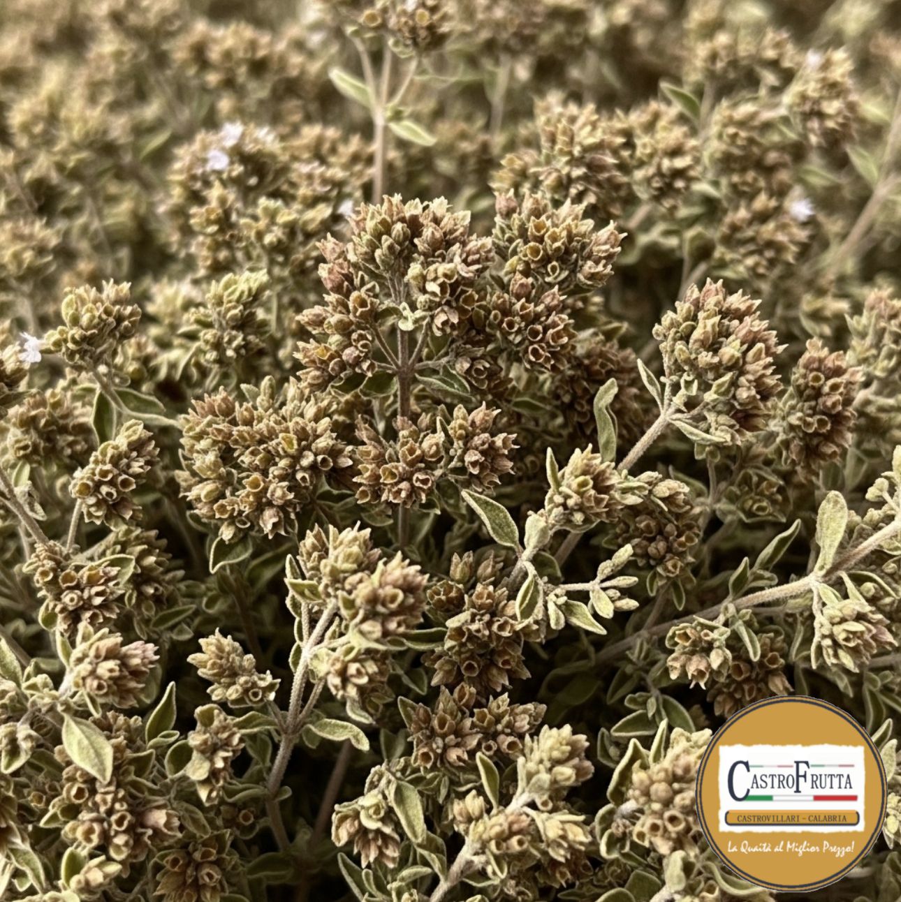 ORIGANO CALABRESE A MAZZETTO, MAZZETTO DA 100g: 1 MAZZETTO: 100g
