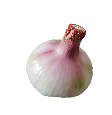 Cipolla Bianca di Castrovillari - Denominazione DE.CO. Cipolla Bianca di Castrovillari - Denominazione DE.CO.