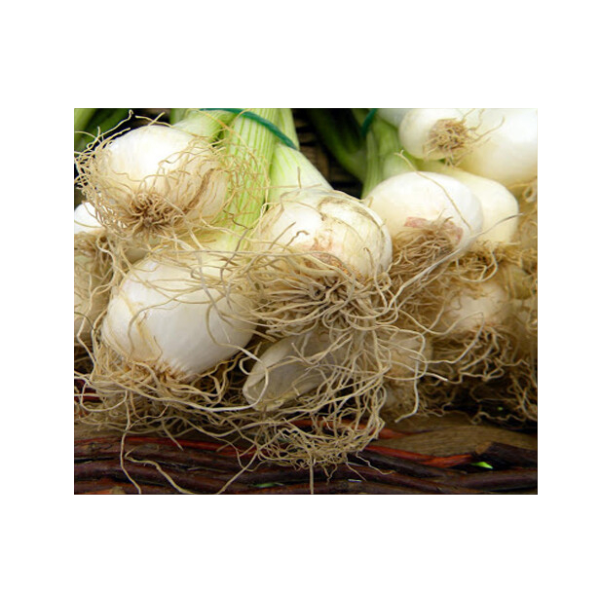 Aglio Fresco Aglio Fresco