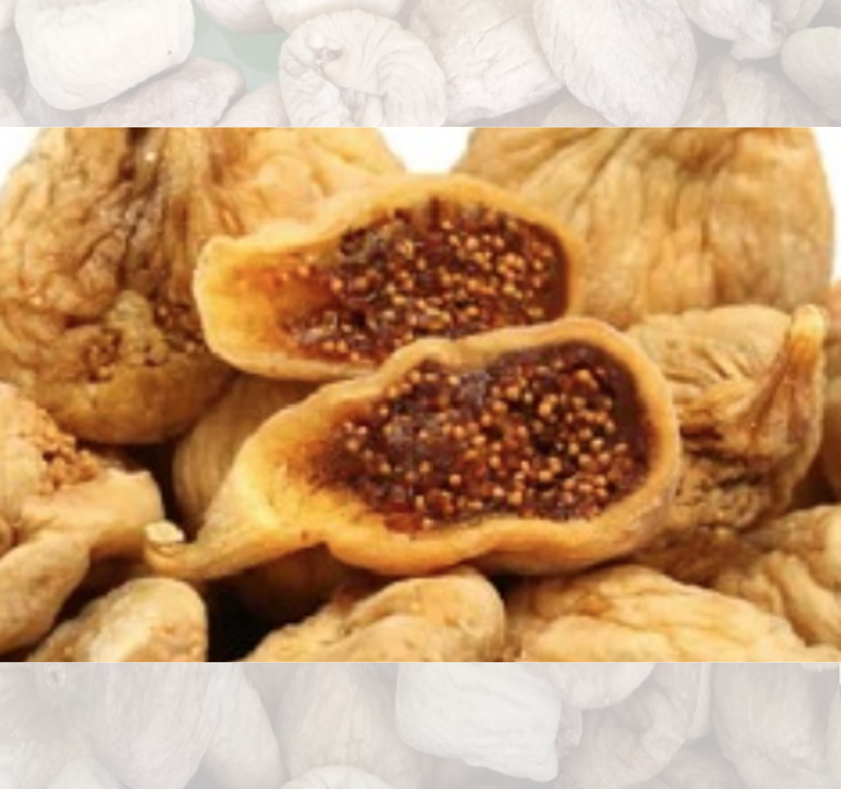FICHI SECCHI