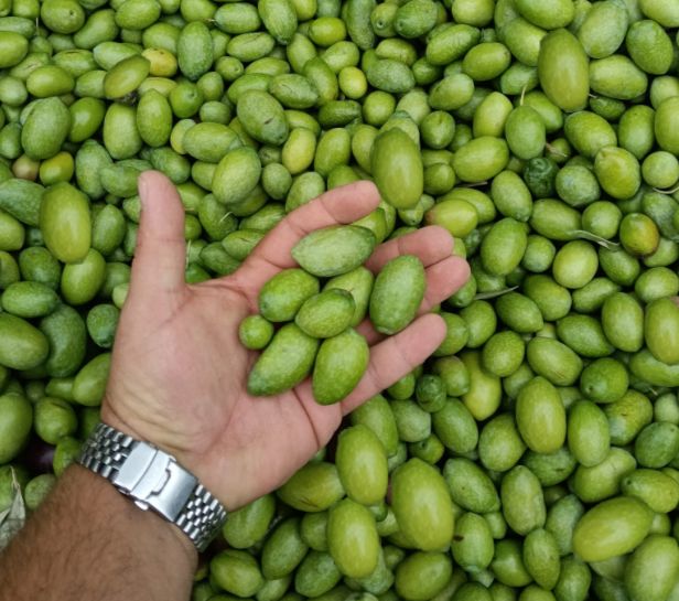 Olive Verdi Nocellara Messinese al Naturale - Sacco da 1kg Olive Verdi Nocellara Messinese al Naturale - Sacco da 1kg