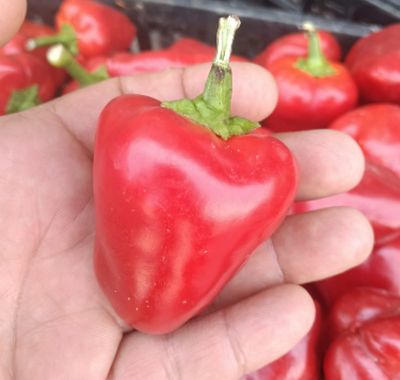 PEPERONI DA INFILARE - ROTONDI PEPERONI DA INFILARE - ROTONDI