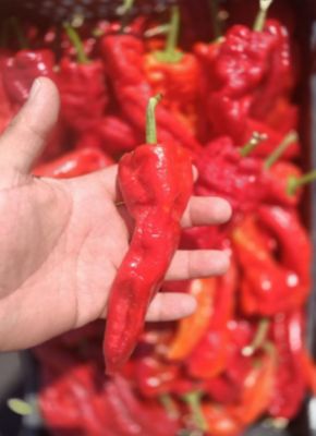 PEPERONI DA INFILARE - LUNGHI PEPERONI DA INFILARE - LUNGHI