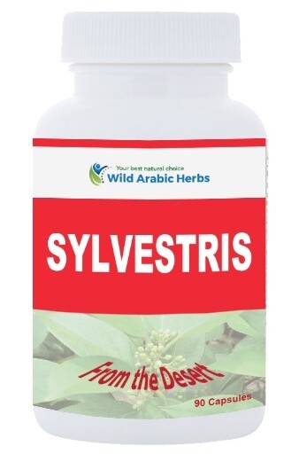 Sylvestris Sylvestris