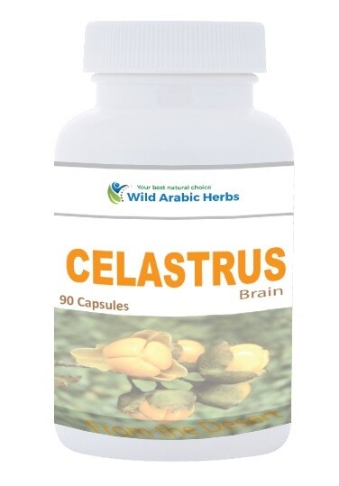 Celastrus - Brain Celastrus - Brain