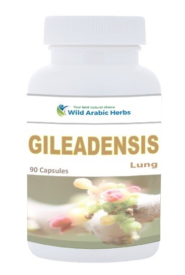 Gileadensis - Lung Gileadensis - Lung