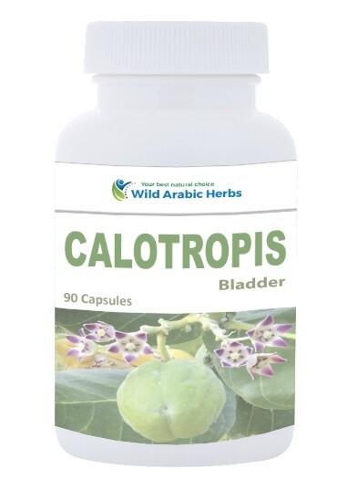 Calotropis - Bladder Calotropis - Bladder