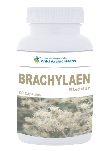 Brachylaen - Bladder Brachylaen - Bladder