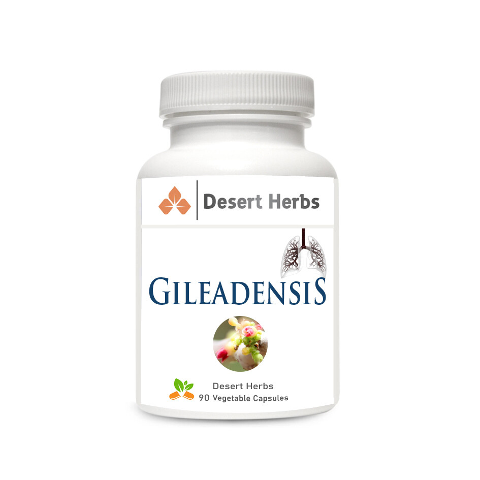 Gileadensis - Lung