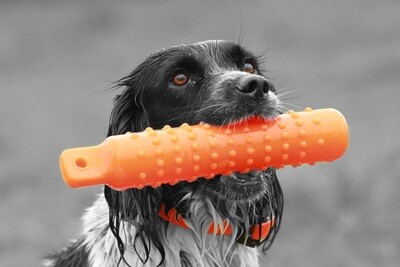 Sportdog & Hunting
