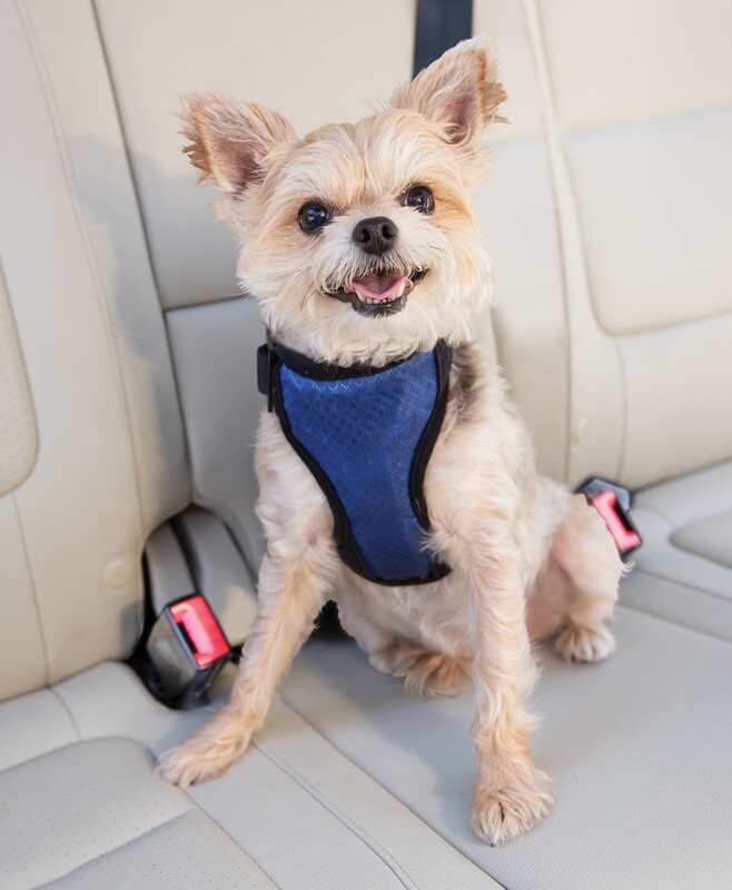 Happy Ride Safety Harness Happy Ride Safety Harness