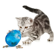 All Cat Products