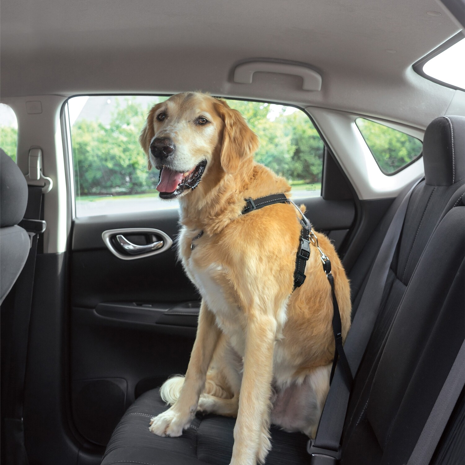 3 in 1 petsafe harness 2025