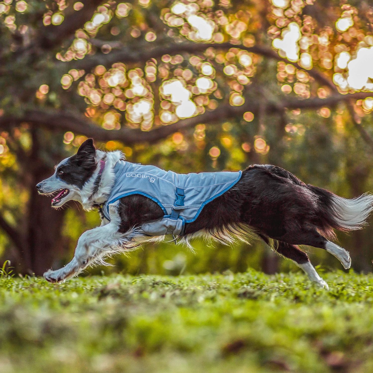Dog Core Cooling Vest, Size: MEDIUM