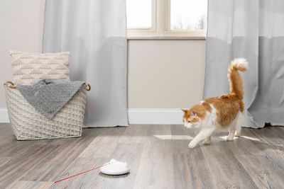 Cat Focus!