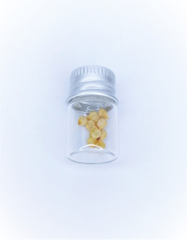 Carolina Reaper Seeds (Vial with 10 Seeds)
