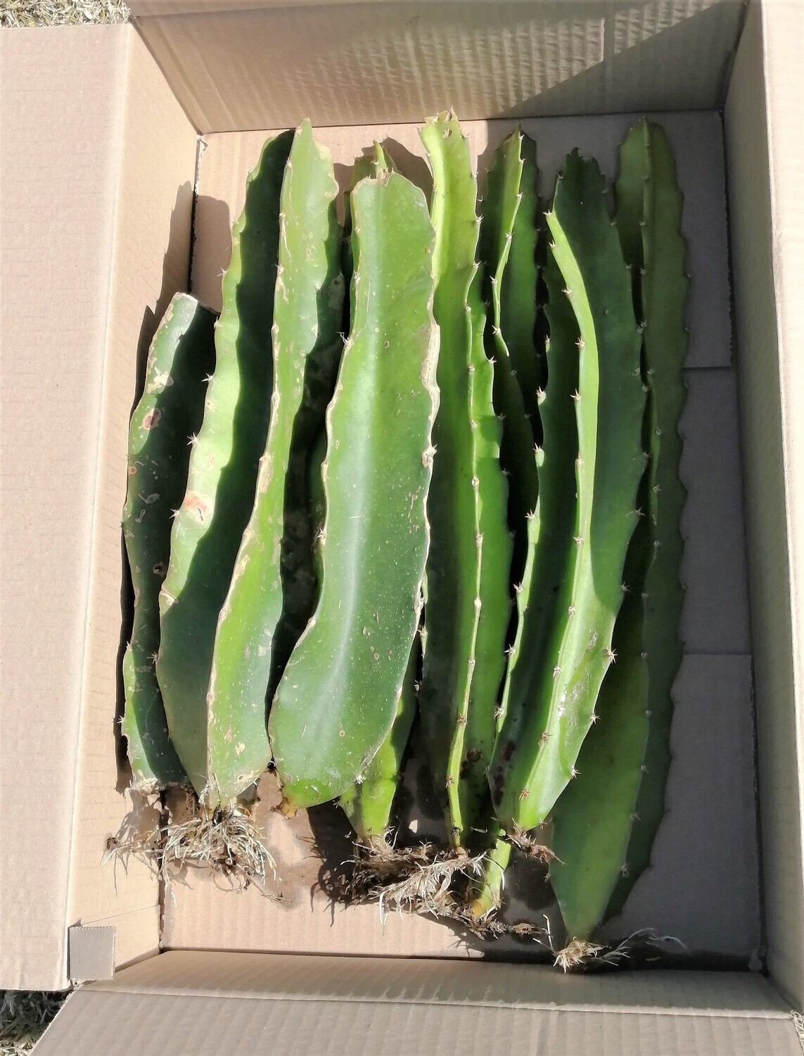 Dragonfruit Cutting (H. Costaricensis)