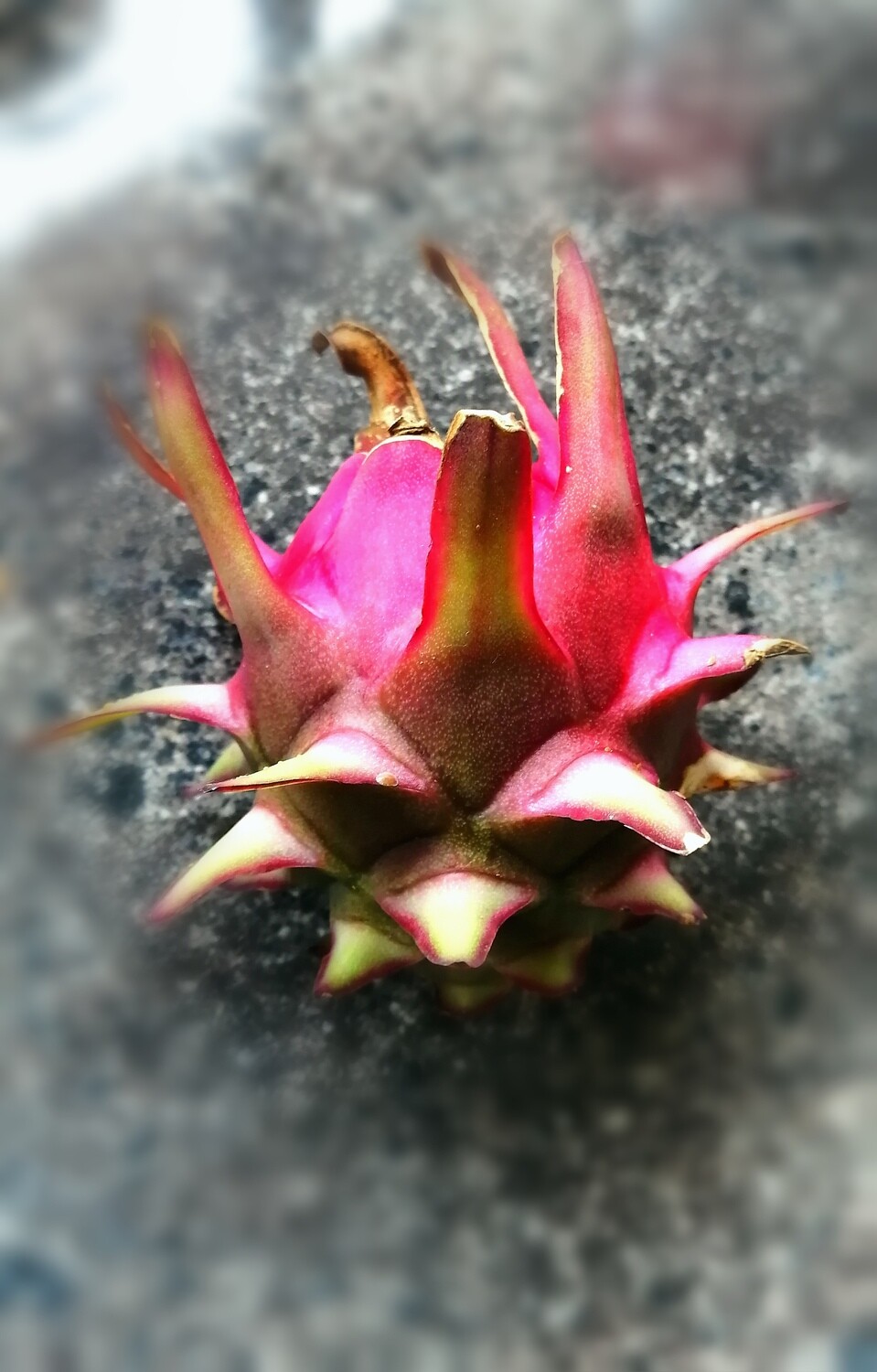 Exotic Dragonfruit Varieties (Various)