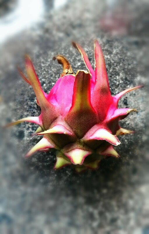 Exotic Dragonfruit Varieties (Various)