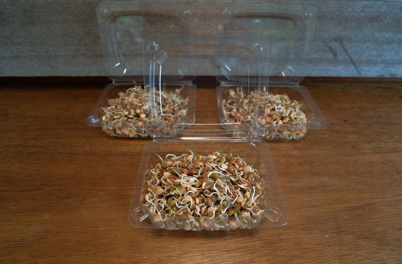 ​Lentil sprouts (Pre-Order Only)