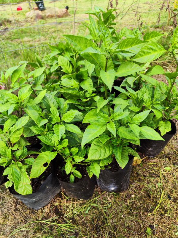 Young Carolina Reaper Chilli Plants (~30cm)