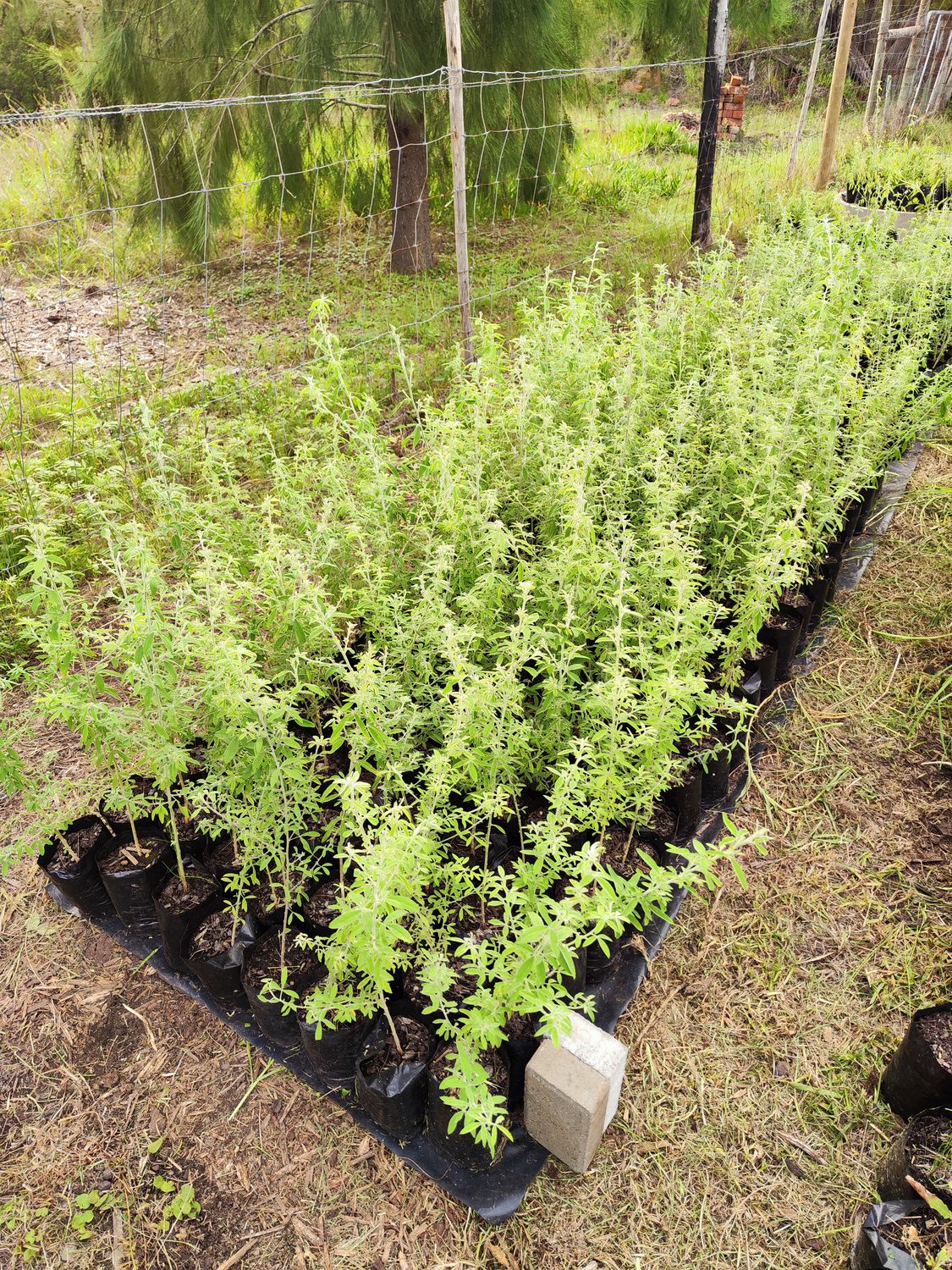 Lucerne Tree Saplings (Chamaecytisus Palensis) &gt;50cm
