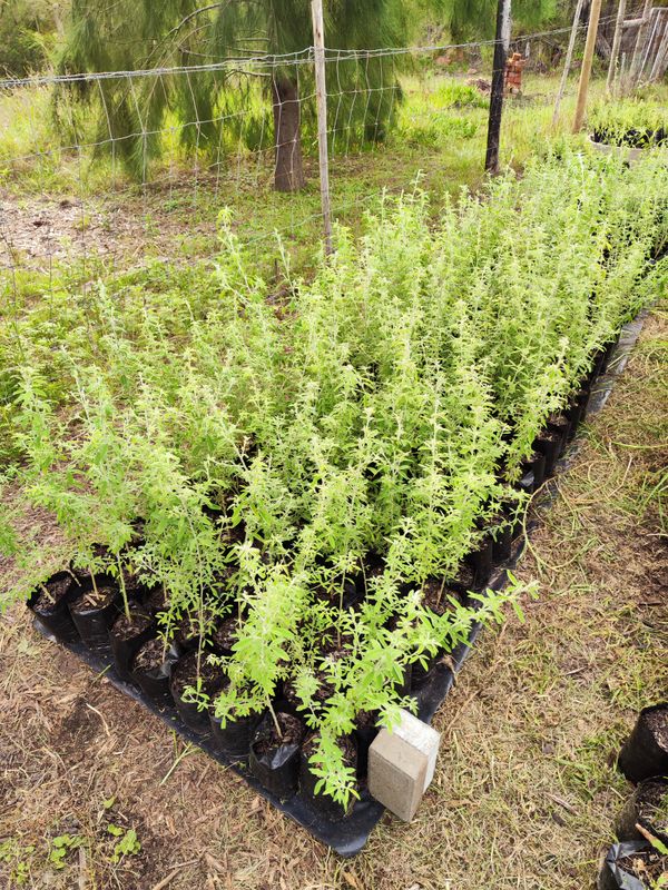 Lucerne Tree Saplings (Chamaecytisus Palensis) &gt;50cm