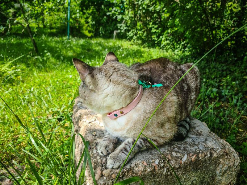 Harnais pour chat