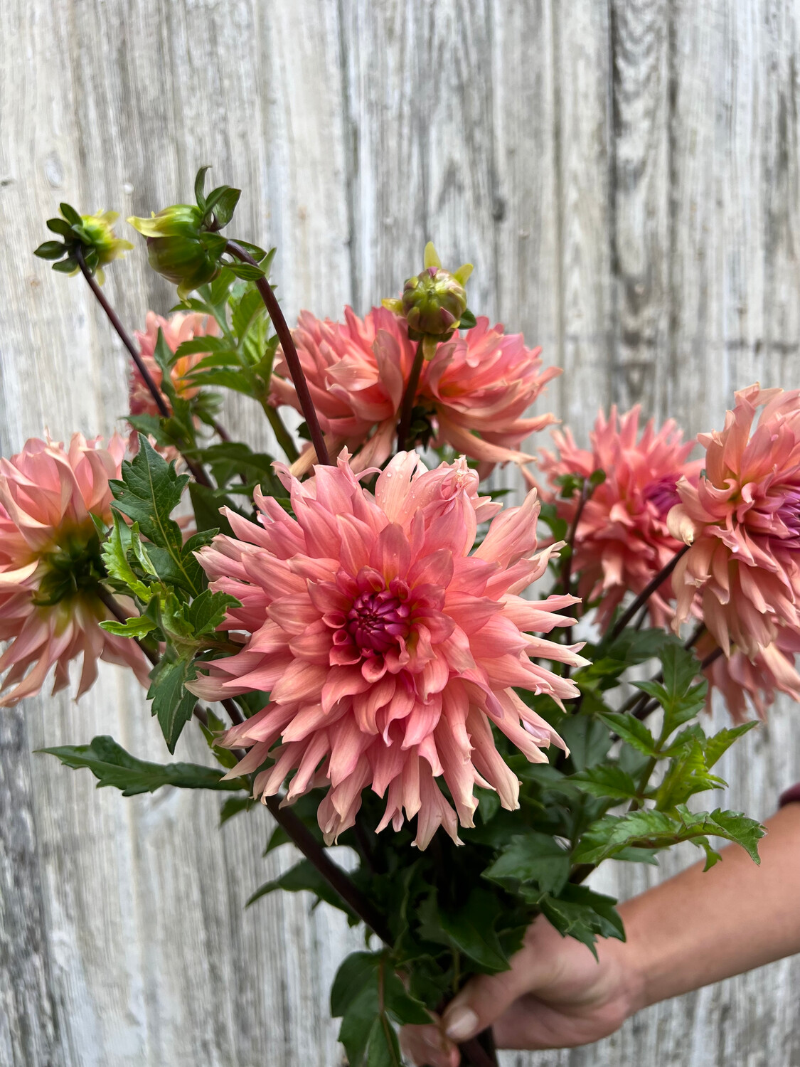 Dahlia Terracotta