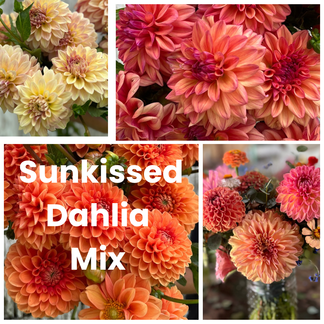 Sun-kissed Dahlia Mix
