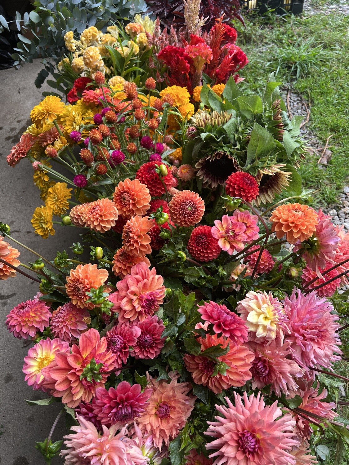 50 Stem Bulk Botanicals