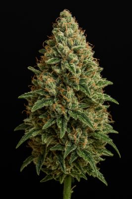 Sour Diesel (East Coast Cut)