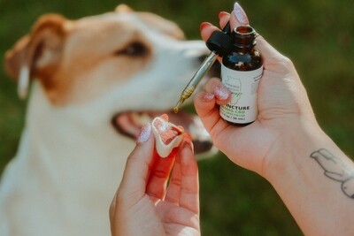 1000MG CBD Pet Tincture 1000MG CBD Pet Tincture