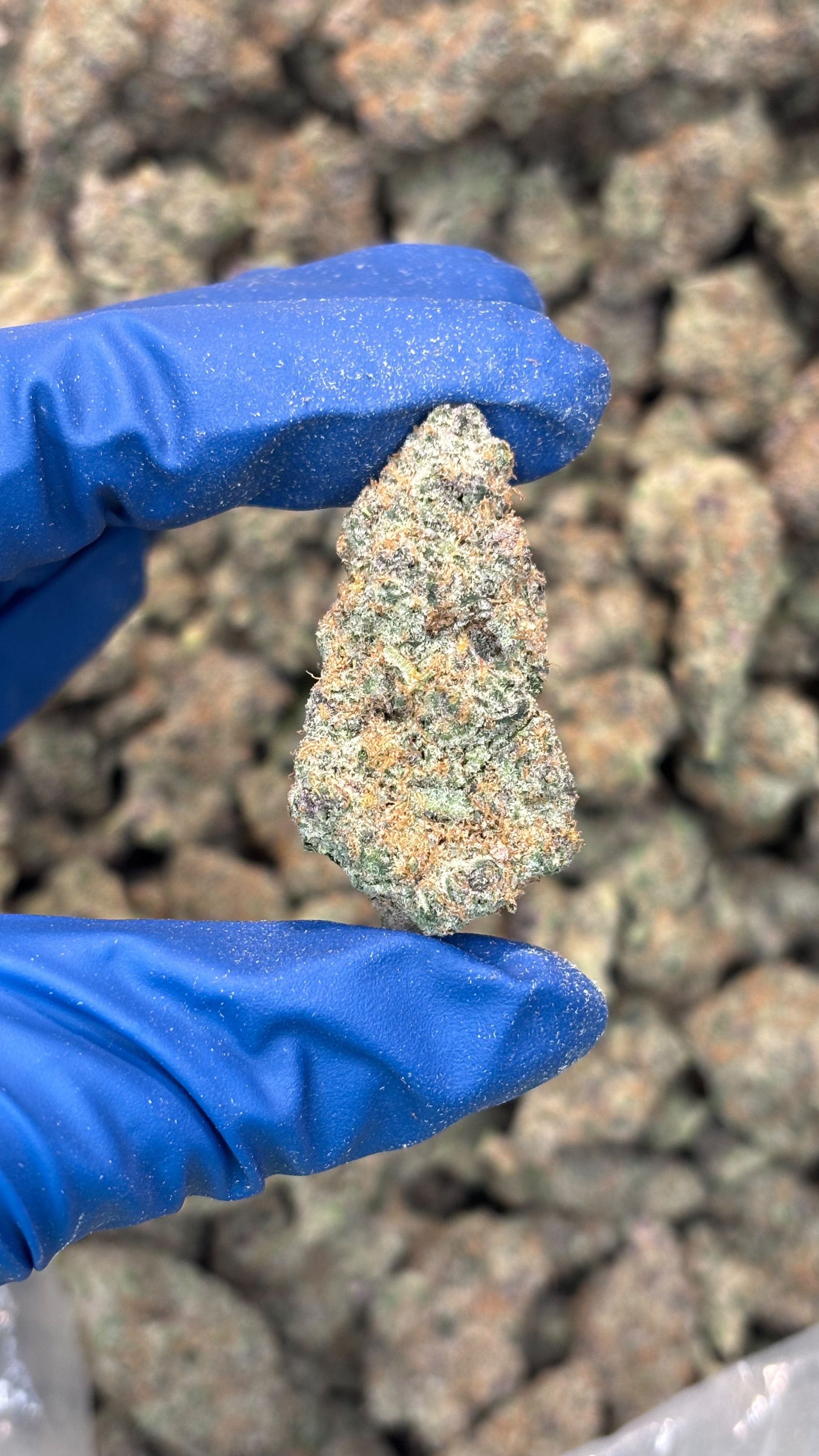 Exotic Flower (THC-a)