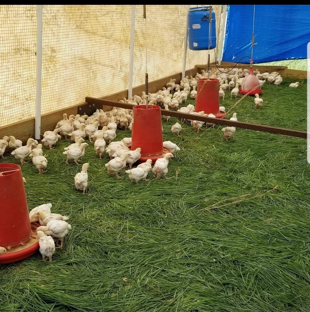 Chicken processing Class
