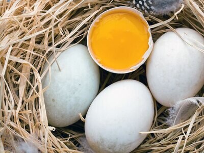 Duck Eggs