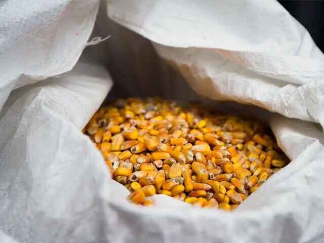Non-GMO Whole Corn Non-GMO Whole Corn