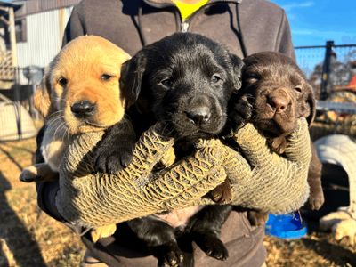 Retriever Pups Deposit