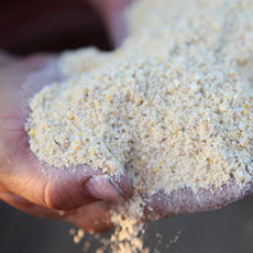 Non-GMO Feeds