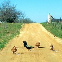A Day at the Farm!