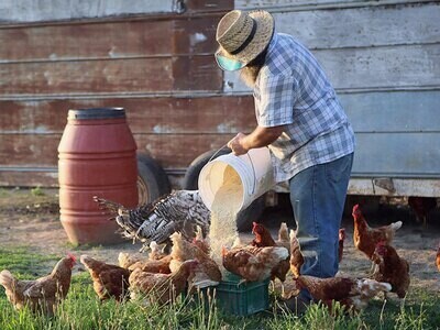 Non-GMO Multispecies Feed BAGS